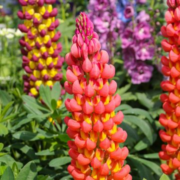 Lupin West Country Towering Inferno® rouge-orangé