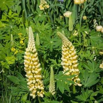 Lupin Le Chandelier jaune