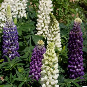 Lupin Gallery Blue