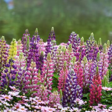 Lupin Minaret (Minarette)