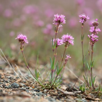 Lychnis alpina - Lychnis des Alpes - Silene suecica - Viscaria alpina