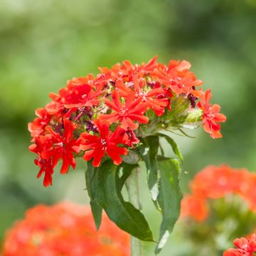 Lychnis chalcedonica Croix de Malte