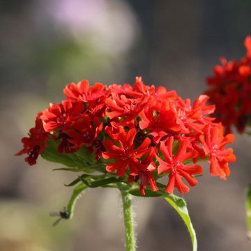 Lychnis chalcedonica Croix de Malte