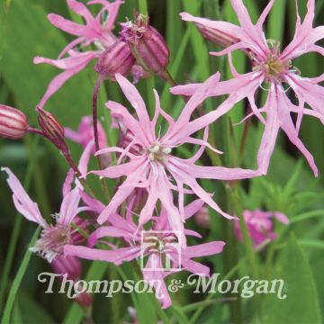 Graines de Lychnis Flos-cuculi - Oeillet des prés