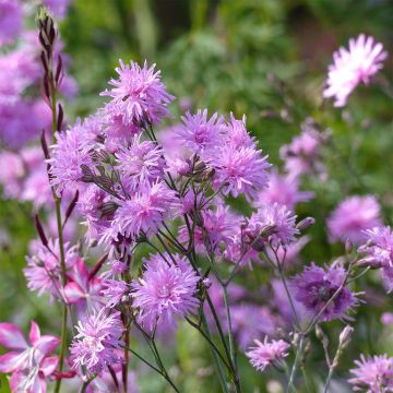 Lychnis flos cuculi Jenny - Oeillet des prés rose 