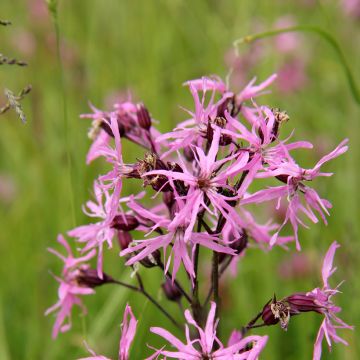 Lychnis flos-cuculi - Oeillet des près