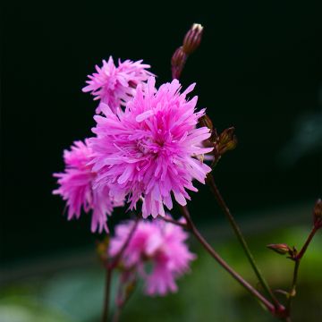 Lychnis flos cuculi Jenny - Oeillet des prés rose