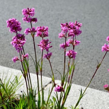 Lychnis viscaria Splendens - Attrape-mouches