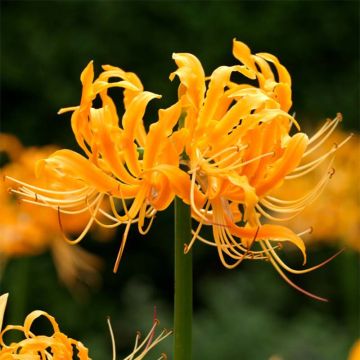 Lycoris aurea - Lis araignée jaune.