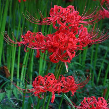 Lycoris radiata - Lis araignée rouge