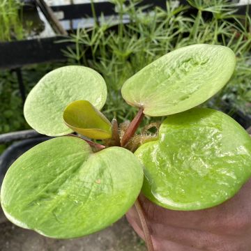 Hippuris vulgaris - Pesse d'eau 