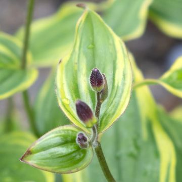 Lys orchidée - Tricyrtis formosana Autumn Glow