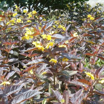 Lysimachia ciliata Fire Cracker