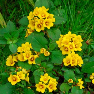 Lysimachia congestiflora - Lysimache 