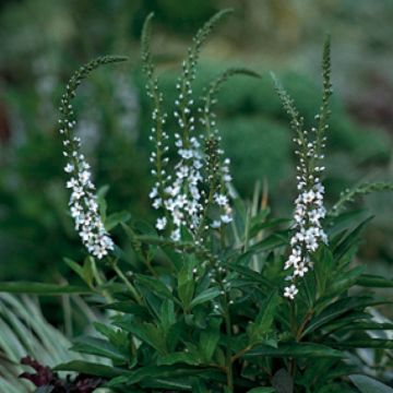 Lysimachia fortunei - Lysimaque fortunei