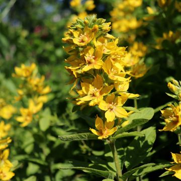 Lysimachia lichiangensis, Lysimaque