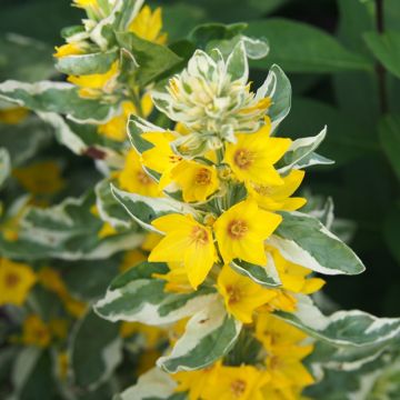 Lysimachia punctata Alexander - Lysimaque panachée