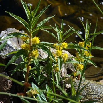 Lysimachia nummularia - Herbe aux écus