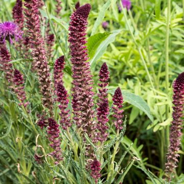 Lysimaque pourpre - Lysimachia atropurpurea Beaujolais