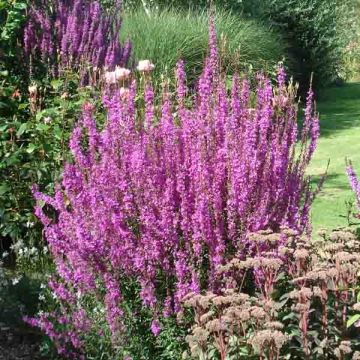 Lythrum salicaria - Salicaire