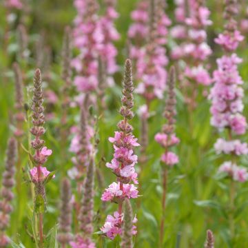 Lythrum salicaria Blush - Salicaire commune