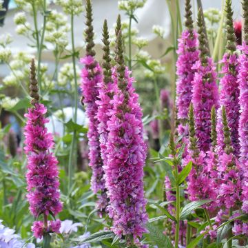 Lythrum salicaria Robert - Salicaire commune