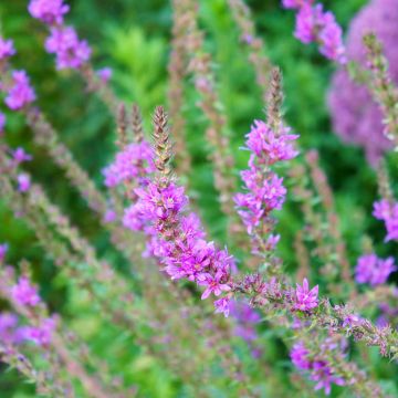 Lythrum salicaria Swirl - Salicaire commune Swirl