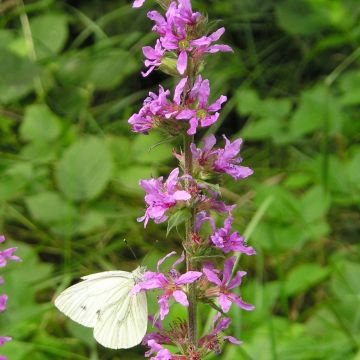 Lythrum virgatum Dropmore Purple