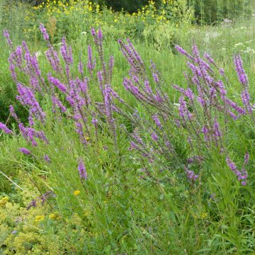 Graines de Salicaire commune - Lythrum salicaria