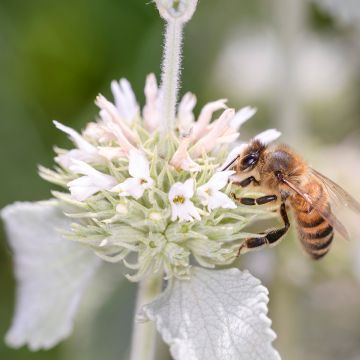 Marrubium vulgare - Marrube blanc, marrube commun