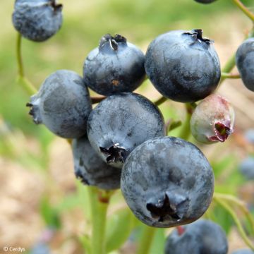 Myrtillier Hortblue Poppins