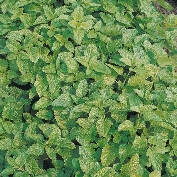 Mélisse citronnelle Bio Graines