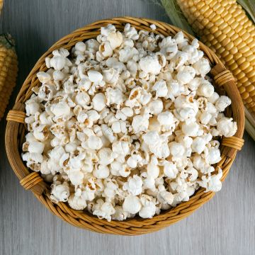 Maïs Pop-corn Tom Pouce Bio - Ferme de Ste Marthe
