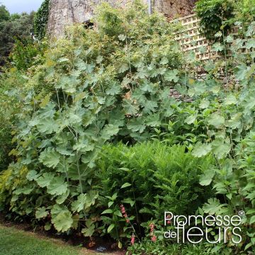 Bocconie cordée Flamingo - Macleaya cordata