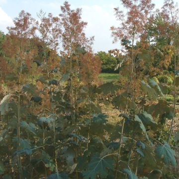 Macleaya microcarpa Kelway's Coral Plume - Bocconie