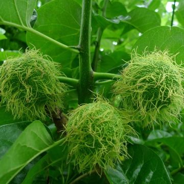 Oranger des Osages - Maclura pomifera