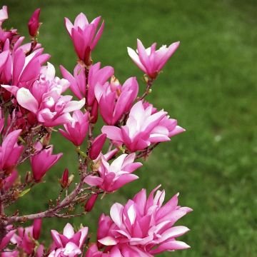 Magnolia Betty