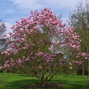 Magnolia Star Wars - Magnolia campbellii (x) liliiflora