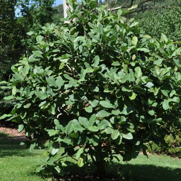 Magnolia delavayi - Magnolia de Chine 