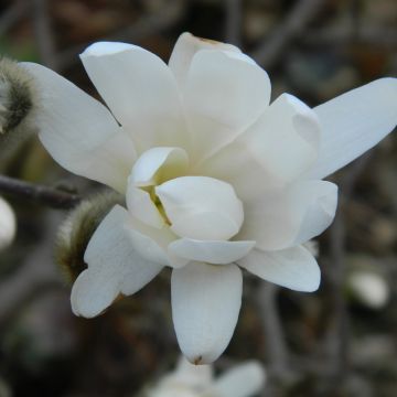 Magnolia denudata Double Diamond - Magnolia Yulan