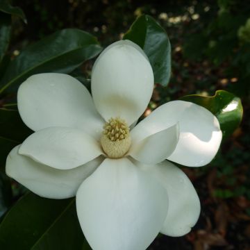 Magnolia grandiflora Bracken's Brown Beauty - Laurier-tulipier