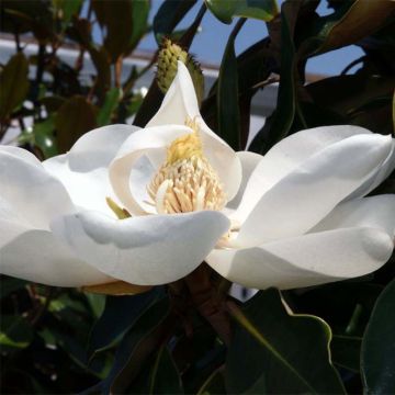 Magnolia grandiflora Little Gem - Laurier-tulipier nain.