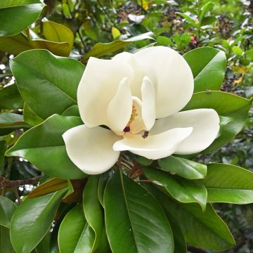 Magnolia grandiflora Nana - Laurier-tulipier