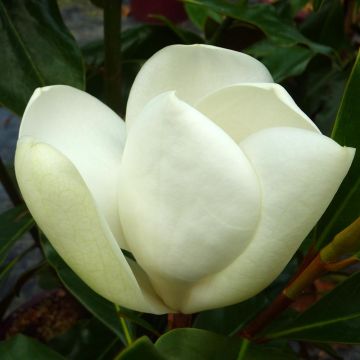 Magnolia grandiflora Kay Parris - Magnolia persistant