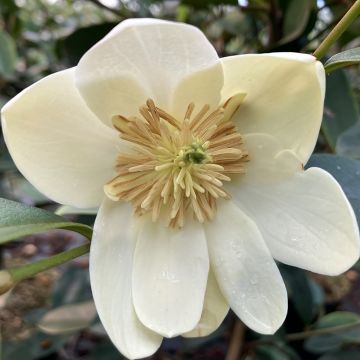 Magnolia laevifolia Achteraan - Michelia yunnanensis