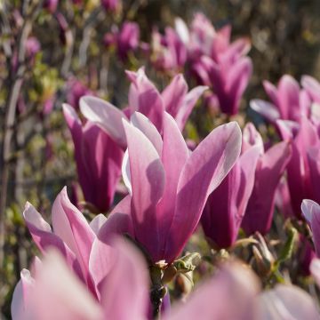 Magnolia liliflora Nigra