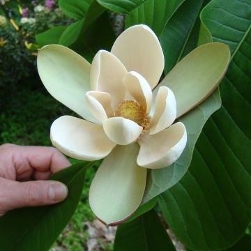 Magnolia officinalis biloba - Magnolia officinal             