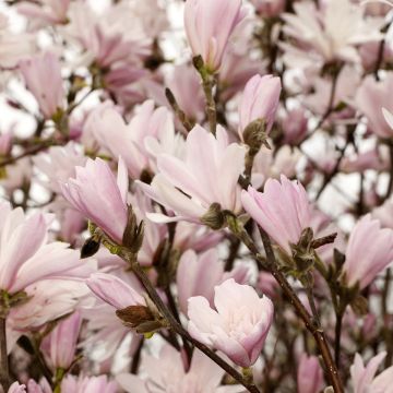 Magnolia étoilé - Magnolia stellata Waterlily