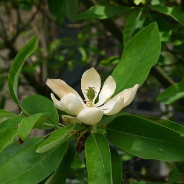 Magnolia virginiana Glauca - Magnolia de Virginie