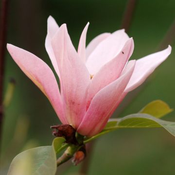 Magnolia acuminata Blue Baby